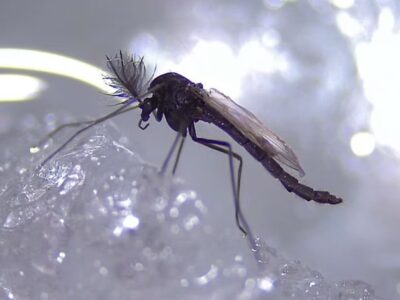 Photo credit: Chironomidae Research Group