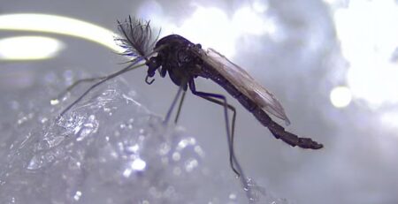 Photo credit: Chironomidae Research Group