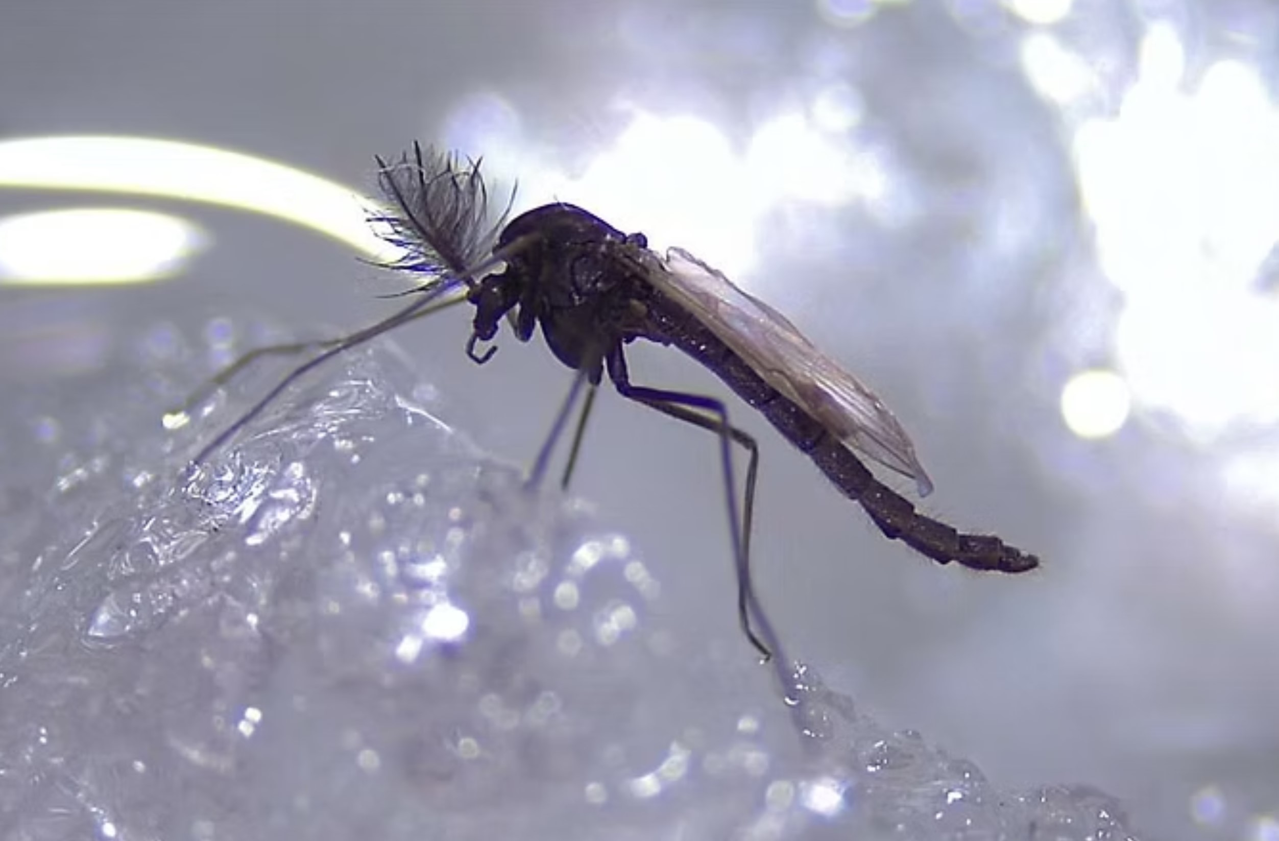 Photo credit: Chironomidae Research Group