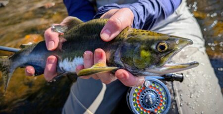 North Shore Pink Salmon