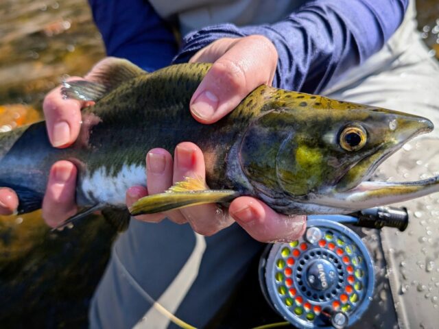 North Shore Pink Salmon