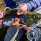 North Shore Pink Salmon