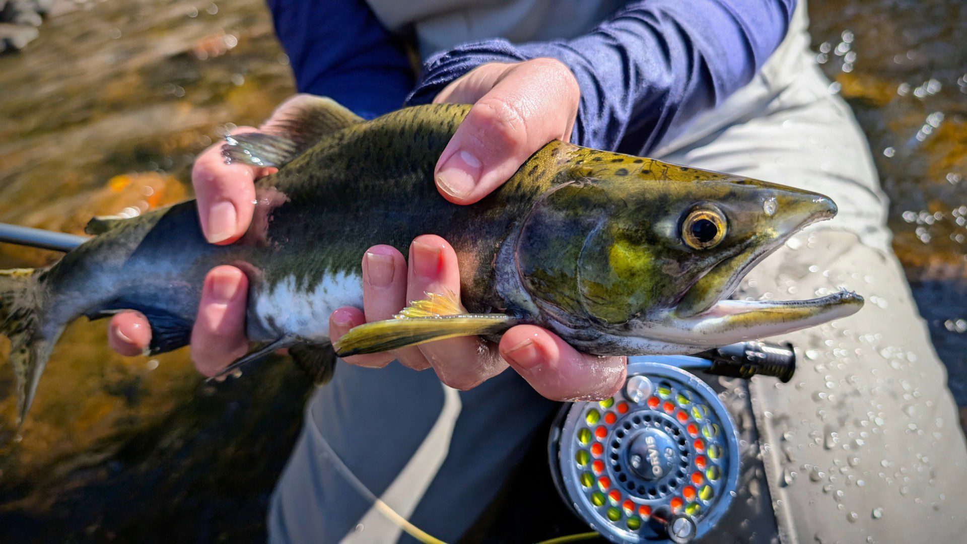 North Shore Pink Salmon